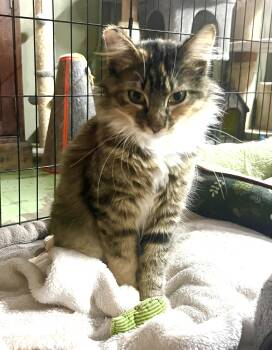 Norwegian Forest Cat and Domestic Long Hair Cats Available for Adoption - Whitney | PetCurious