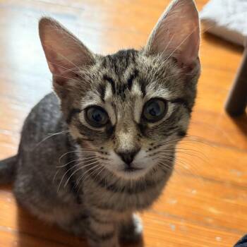 Libby -  Domestic Short Hair Cat for Adoption in New York, New York - Libby | PetCurious