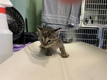 FLUPP -  Domestic Short Hair Cat for Adoption in Grand Prairie, Texas - FLUPP | PetCurious