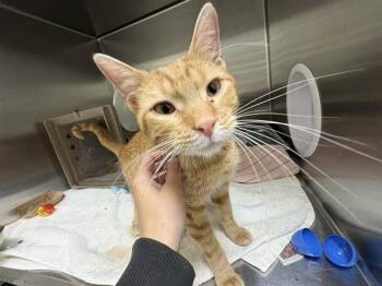 WEEDLE -  Domestic Short Hair Cat for Adoption in Pueblo, Colorado - WEEDLE | PetCurious