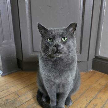 Kyle -  Domestic Short Hair Cat for Adoption in Mississauga, Ontario - Kyle | PetCurious