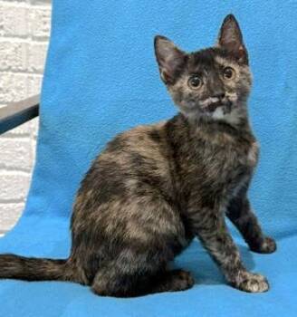 Phoebe -  Domestic Short Hair and Tortoiseshell Cat for Adoption in Houston, Texas - Phoebe | PetCurious