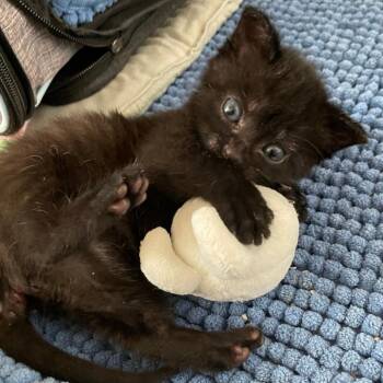Cricket -  Domestic Short Hair Cat for Adoption in Mooresville, North Carolina - Cricket | PetCurious