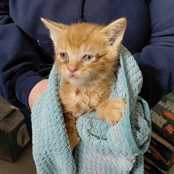NEON -  Domestic Short Hair Cat Available for Adoption - NEON | PetCurious