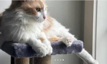 Rescue Domestic Long Hair Cats for Adoption in Houston, Texas - Blessed | PetCurious