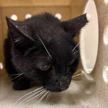 Esbern -  Domestic Short Hair Cat for Adoption in Reno, Nevada - Esbern | PetCurious