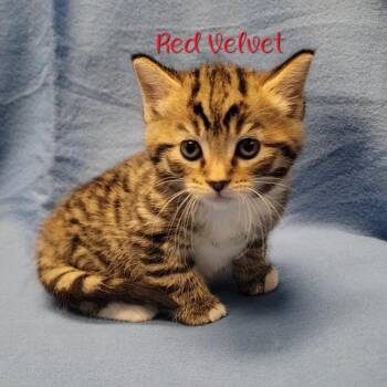 Domestic Short Hair Cats Available for Adoption in Parkersburg, West Virginia - Red Velvet | PetCurious
