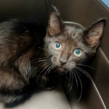 Viola -  Domestic Short Hair Cat for Adoption in West Olive, Michigan - Viola | PetCurious