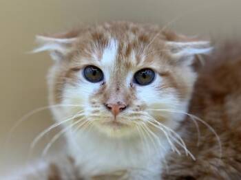 Cory -  Domestic Long Hair Cat for Adoption in Portland, Oregon - Cory | PetCurious