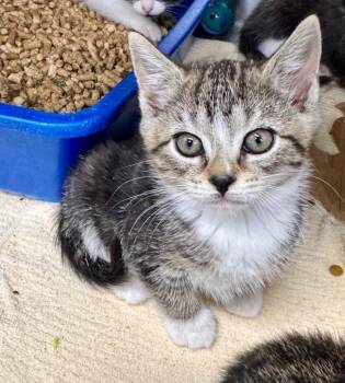 Maggie -  Domestic Short Hair Cat for Adoption in Danielsville, Georgia - Maggie | PetCurious