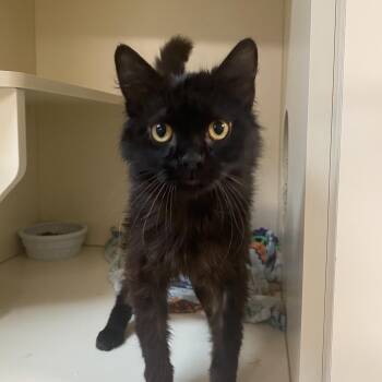 Domestic Long Hair Cats Available for Adoption in Elyria, Ohio - Persie | PetCurious