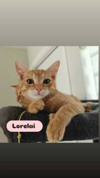 Lorelai -  Domestic Short Hair Cat for Adoption in Alafaya, Florida - Lorelai | PetCurious