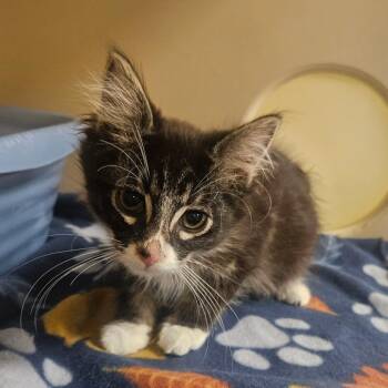 Pretzel -  Domestic Short Hair Cat for Adoption in Grantsville, Utah - Pretzel | PetCurious