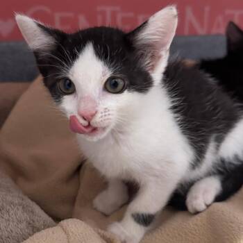 Domestic Short Hair Cats Available for Adoption in Bradenton, Florida - Toast | PetCurious