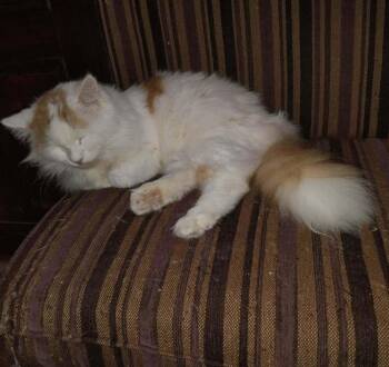 Turkish Van Cats Available for Adoption - Tommy | PetCurious