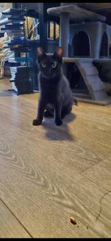 Domestic Short Hair Cats Available for Adoption in Rochester, Washington - Tinkerbell | PetCurious