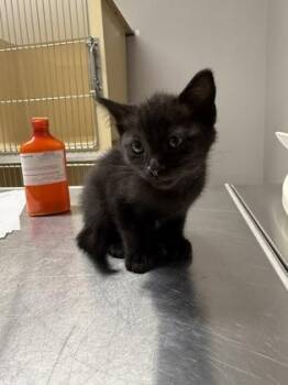 Midnight -  Domestic Short Hair Cat for Adoption in Pequot Lakes, Minnesota - Midnight | PetCurious