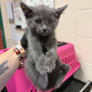 Havarti -  Domestic Short Hair Cat for Adoption in Reno, Nevada - Havarti | PetCurious