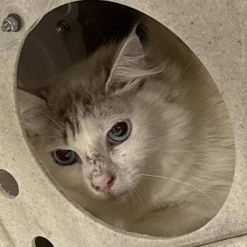 Shrew -  Domestic Long Hair Cat for Adoption in Salt Lake City, Utah - Shrew | PetCurious