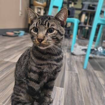Rocket -  Domestic Short Hair Cat for Adoption in Las Vegas, Nevada - Rocket | PetCurious