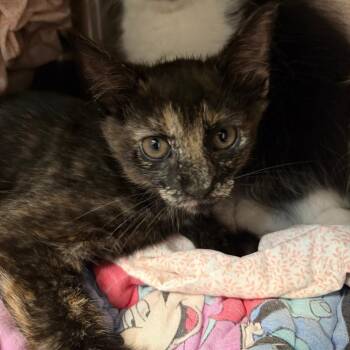 Jill -  Domestic Short Hair Cat for Adoption in Las Vegas, Nevada - Jill | PetCurious