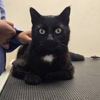 American Shorthair Cats Available for Adoption in Rochelle Park, New Jersey - Patch (Very Sweet) | PetCurious