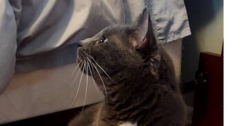 Rescue Domestic Short Hair Cats for Adoption in Milltown, New Jersey - Charlotte (bonded To Harry) | PetCurious