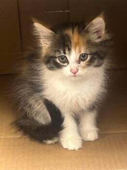 Domestic Long Hair Cats Available for Adoption in Minot, North Dakota - HufflePuff | PetCurious