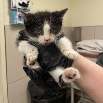 Rosetta -  Domestic Short Hair Cat for Adoption in Chicago, Illinois - Rosetta | PetCurious
