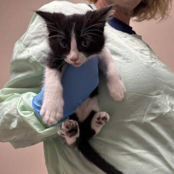 Barrel Cactus -  Domestic Short Hair Cat for Adoption in Tempe, Arizona - Barrel Cactus | PetCurious