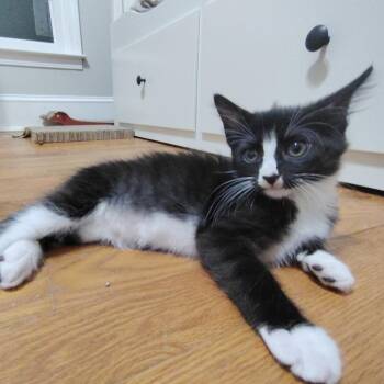 Lily -  Domestic Medium Hair Cat for Adoption in Cumming, Georgia - Lily | PetCurious