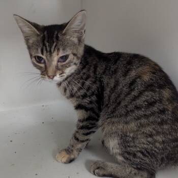 Rescue Domestic Short Hair Cats for Adoption in Jeffersonville, Indiana - Edith | PetCurious