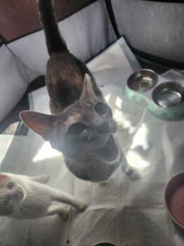 Eleanor -  American Shorthair Cat for Adoption in Hagaman, New York - Eleanor | PetCurious