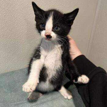 Stewie* -  Domestic Short Hair Cat for Adoption in San Gabriel, California - Stewie* | PetCurious