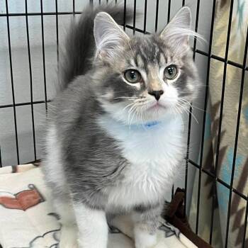 Leo -  Domestic Short Hair Cat for Adoption in Buffalo, New York - Leo | PetCurious