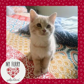 Domestic Short Hair Cats Available for Adoption - Fionna | PetCurious