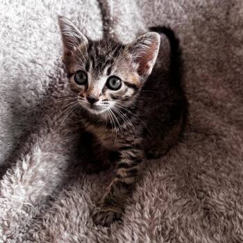 Wilma -  Domestic Short Hair Cat for Adoption in Wichita, Kansas - Wilma | PetCurious