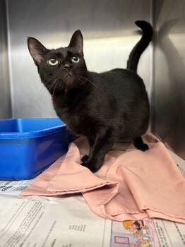 Rescue Domestic Short Hair Cats for Adoption in Sorrento, Louisiana - Azteca | PetCurious