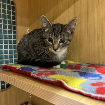 Angel -  Domestic Short Hair Cat for Adoption in Manhattan, Kansas - Angel | PetCurious