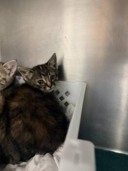 Domestic Short Hair Cats Available for Adoption in North Charleston, South Carolina - 06289B Chick Petsmart Summervile | PetCurious