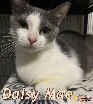 Rescue Domestic Short Hair Cats for Adoption in Douglasville, Georgia - Daisy Mae | PetCurious