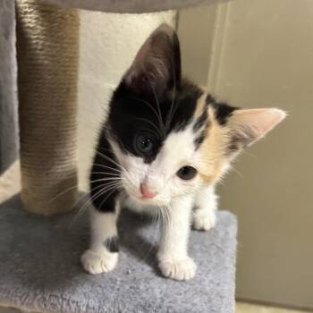 Domestic Short Hair Cats Available for Adoption in Birmingham, Alabama - Puddin | PetCurious