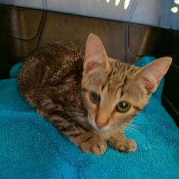Moses -  Domestic Short Hair Cat for Adoption in Melrose, Florida - Moses | PetCurious