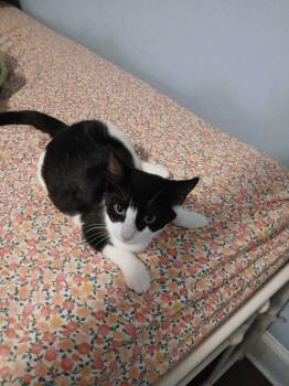 Charlie -  Domestic Short Hair Cat for Adoption in Danielsville, Georgia - Charlie | PetCurious