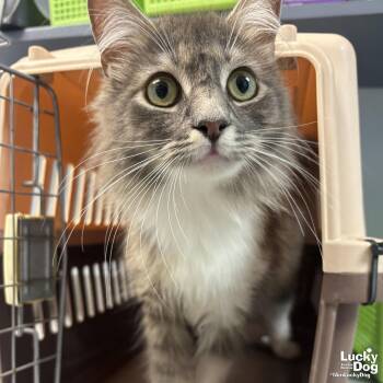 Domestic Long Hair Cats Available for Adoption in Washington, District Of Columbia - Dominique | PetCurious