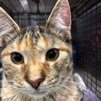 Zarina -  Domestic Short Hair Cat for Adoption in Des Moines, Iowa - Zarina | PetCurious
