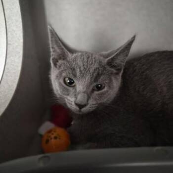 Hazel -  Domestic Short Hair Cat for Adoption in Sacramento, California - Hazel | PetCurious