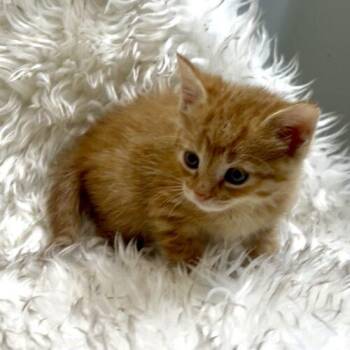 Neopolitan -  Domestic Short Hair Cat for Adoption in Vienna, Ontario - Neopolitan | PetCurious