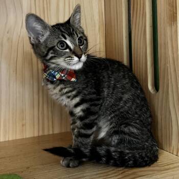 Mr. Stripes -  Domestic Short Hair Cat for Adoption in Yucca Valley, California - Mr. Stripes | PetCurious