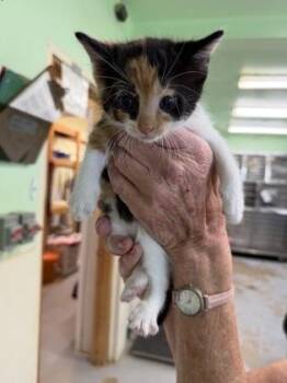 Lily -  Domestic Short Hair and American Shorthair Cat for Adoption in Bedford, Indiana - Lily | PetCurious